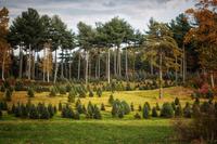 Pine trees at Pawtucketville Farm © Paul Richardson