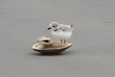 Piping Plover standing on a seashell © Andy Todzia