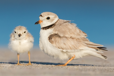 Piping Plovers © Matt Filosa