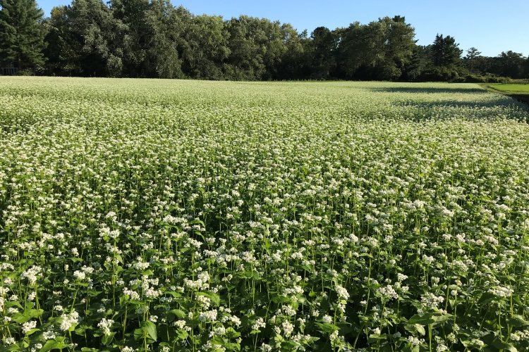 A field of buckwheat blossoms at Drumlin Farm
