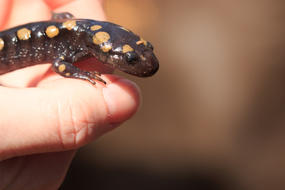 Salamander on a hand closeup