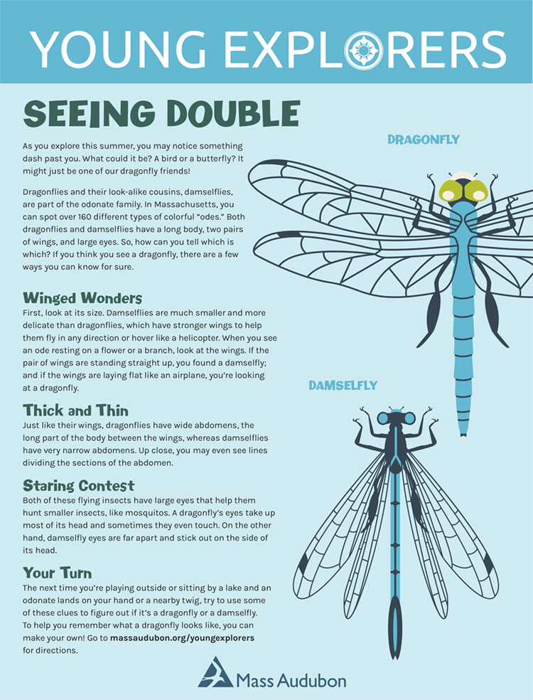 Seeing Double Activity Sheet