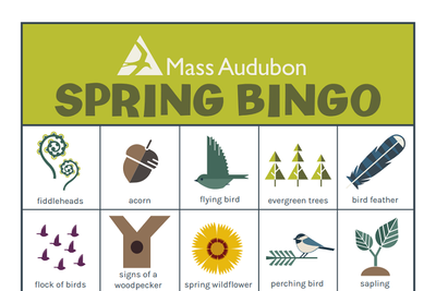 Spring Nature Bingo