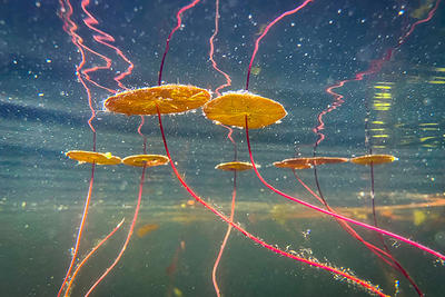 Underwater view of water shields copyright Lisa Beskin