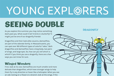 Young Explorers Activity Sheets - Seeing Double Dragonfly Activity 750 crop