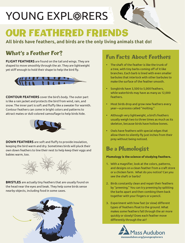 Young Explorers - Feathered Friends Activity Sheet