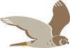 Northern harrier icon