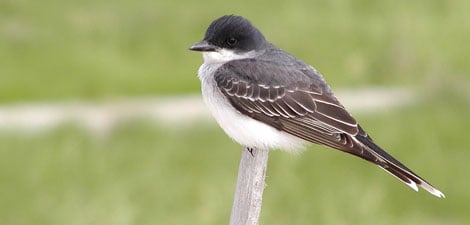 Kingbird © Richard Johnson
