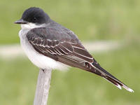 Kingbird © Richard Johnson
