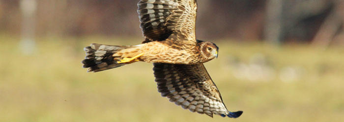 Northern Harrier at Daniel Webster Wildlife Sanctuary © D. Wauchope