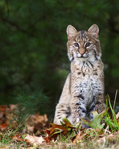 Bobcat Rachel Bellenoit
