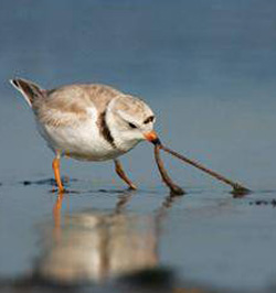Piping Plover feeding in mud flat