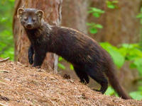 Fisher at Ipswich River Wildlife Sanctuary © Phil Brown
