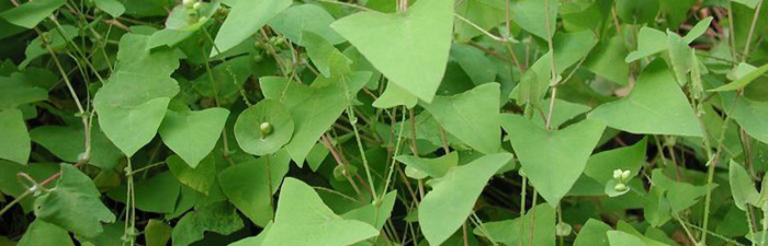 Mile-a-minute vine cluster © Leslie J. Mehrhoff, University of Connecticut, Bugwood.org
