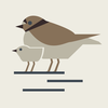 Coastal Waterbird