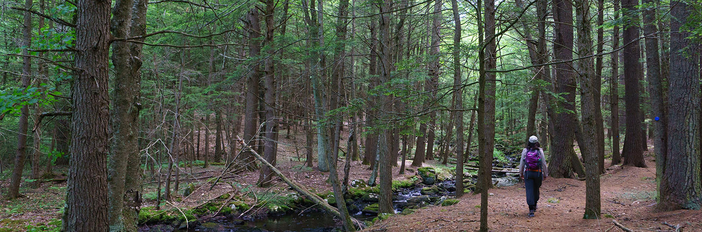 Person walking in the woods.