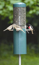 NP431wGrosbeaks125