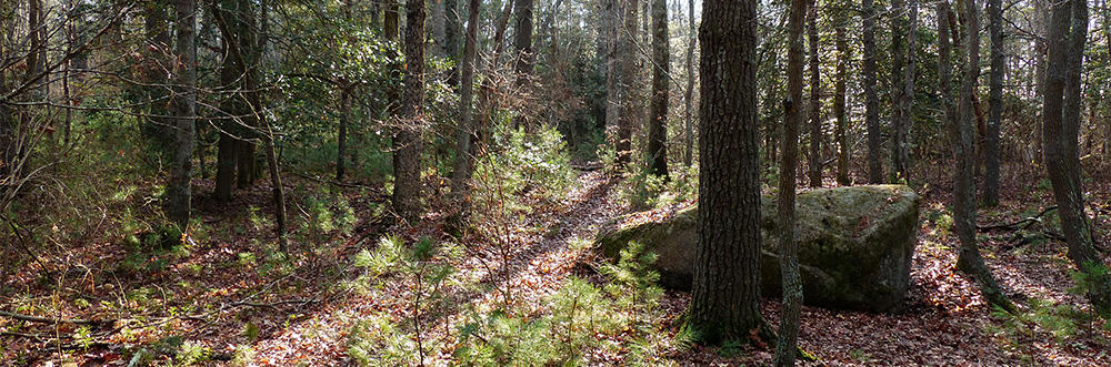 Stump Brook Wildlife Sanctuary