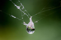 Water Drop © Greg Allison