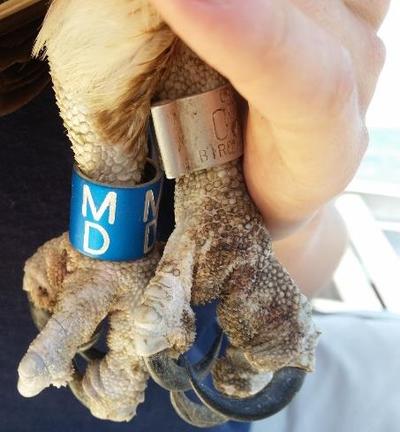 Closeup of Osprey feet with two bands