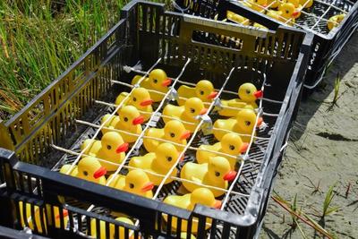 Duck Derby 2021 winning ducks lined up in the order they finished