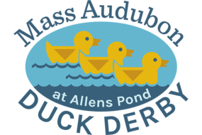 Mass Audubon's Duck Derby at Allens Pond