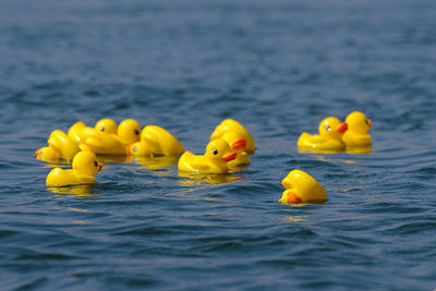 Rubber ducks in the water at the Allens Pond Duck Derby