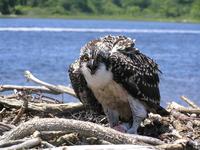 Juvenile osprey at Allens Pond Wildlife Sanctuary