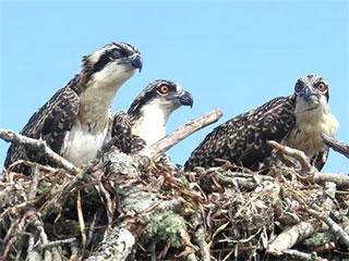 Nest of osprey chicks © Lani Peterson