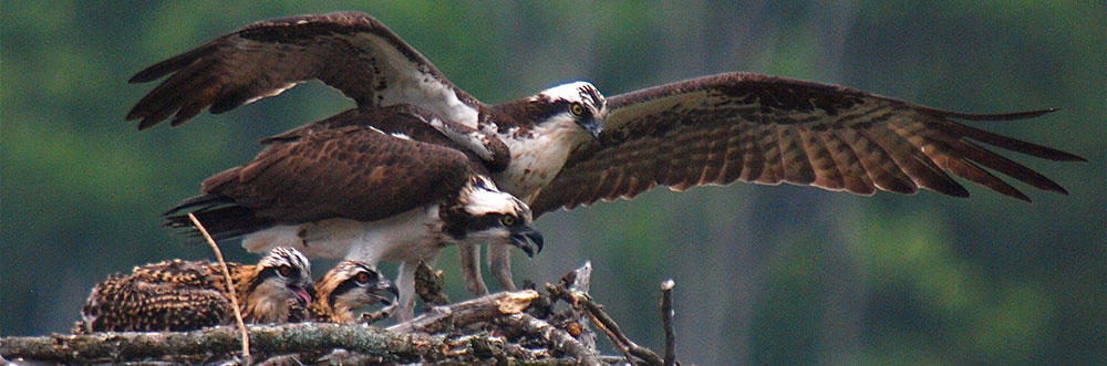 Osprey adults and chicks on nest © Peter Gray