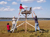 osprey platform work © Gina Purtell, Mass Audubon
