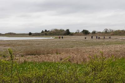 People working in a salt marsh at Allens Pond