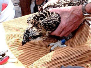 Prepping a newly banded osprey chick © Jeffrey Colt