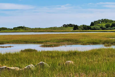 Saltmarsh habitat at Allens Pond Wildlife Sanctuary in late summer