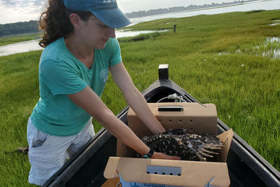 Volunteer putting an osprey into a box for translocation