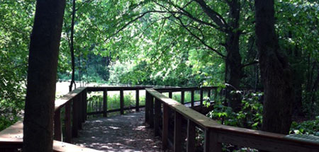 Boardwalk at Arcadia Wildlife Sanctuary