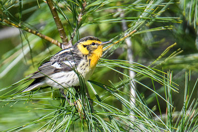 Blackburnian Warbler in a conifer tree at Arcadia © Derek Allard