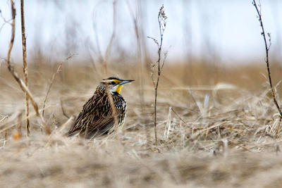 Eastern Meadowlark at Arcadia © Beth Finney
