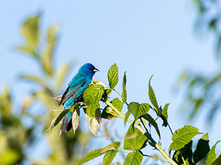Indigo bunting © Phil Doyle