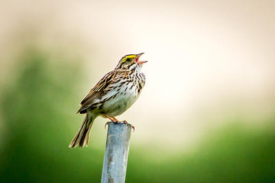 Savannah Sparrow singing in spring at Arcadia © Phil Doyle