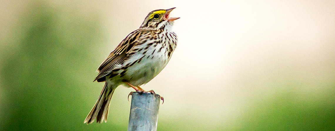 Savannah Sparrow singing in spring at Arcadia © Phil Doyle