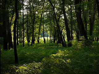 Woods