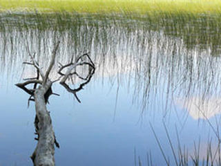Ashumet Holly pond