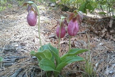 Lady-slipper-orchids