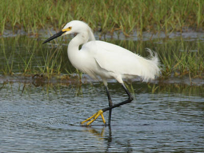 Egret © Bob Slott