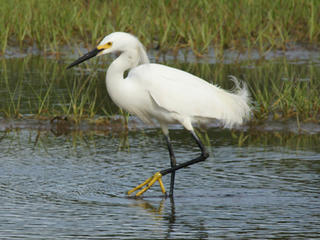 Egret © Bob Slott