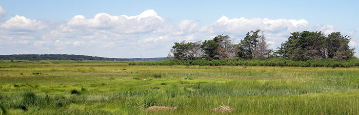 View of the marsh at Barnstable Great Marsh Wildlife Sanctuary