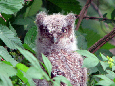 Baby owl at Blue Hills Trailside Museum
