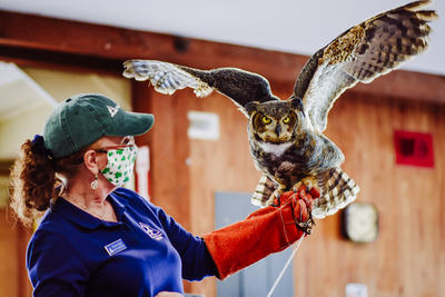 Blue Hills Trailside Museum Educator wearing a staff shirt and leather glove, holding an owl (animal ambassador)