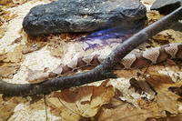 Eastern Copperhead snake in its indoor exhibit at Blue Hills Trailside Museum